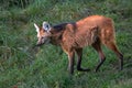 Portrait of a Maned Wolf Royalty Free Stock Photo