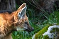 Portrait of a Maned Wolf Royalty Free Stock Photo