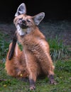 Portrait of a Maned Wolf Royalty Free Stock Photo