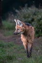 Portrait of a Maned Wolf Royalty Free Stock Photo