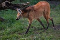 Portrait of a Maned Wolf Royalty Free Stock Photo