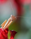 Portrait of a mantis iris polystictica Royalty Free Stock Photo