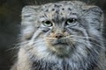 Portrait manul, pallas cat or felis Royalty Free Stock Photo