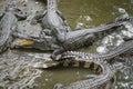 Portrait of many crocodiles at the farm in Vietnam, Asia