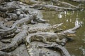 Portrait of many crocodiles at the farm in Vietnam, Asia