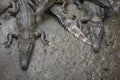 Portrait of many crocodiles at the farm in Vietnam, Asia Royalty Free Stock Photo