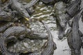 Portrait of many crocodiles at the farm in Vietnam, Asia