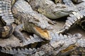 Portrait of many crocodiles at the farm in Vietnam, Asia Royalty Free Stock Photo