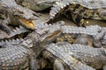 Portrait of many crocodiles at the farm in Vietnam, Asia Royalty Free Stock Photo