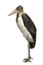 Portrait of Marabou Stork Royalty Free Stock Photo
