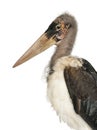 Portrait of Marabou Stork