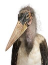 Portrait of Marabou Stork