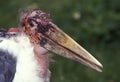 Portrait of a Marabou Stork