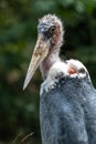 Portrait of Marabou Stork