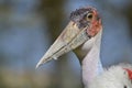 Portrait marabou stork Royalty Free Stock Photo
