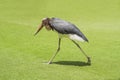 Portrait of a Marabou stork Leptoptilos crumeniferus South Africa