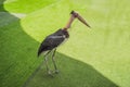 Portrait of a Marabou stork Leptoptilos crumeniferus South Africa