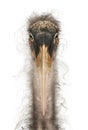 Portrait of Marabou Stork, Leptoptilos crumeniferus, 1 year old Royalty Free Stock Photo