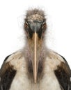 Portrait of Marabou Stork, Leptoptilos crumeniferus, 1 year old