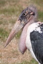 Portrait of a Marabou stork