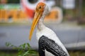 Portrait of Marabu bird or secretary bird close-up Royalty Free Stock Photo