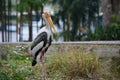 Portrait of Marabu bird or secretary bird close-up Royalty Free Stock Photo