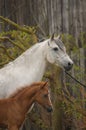 Portrait of mare with foal Royalty Free Stock Photo