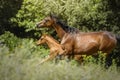 Portrait of a mare and her foal running together Royalty Free Stock Photo