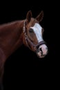 Portrait of a Mare horse head with a bridle isolated against black background, vertical shot Royalty Free Stock Photo