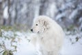 Portrait of maremmano abruzzese sheepdog. Close-up of big white fluffy dog is on the snow in the fairy forest in winter