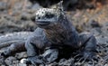 Portrait of a Marine Iguana on the Galapagos Islands