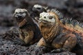 Portrait of the marine iguana with relatives.