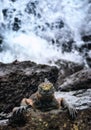 Portrait Of Marine Iguana On Rock At Galapagos Islands Royalty Free Stock Photo