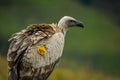 Portrait of a marked cape vulture or cape griffon also known as Kolbe`s is the largest raptor in South Africa Royalty Free Stock Photo