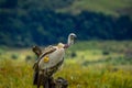 Portrait of a marked cape vulture or cape griffon also known as Kolbe`s is the largest raptor in South Africa Royalty Free Stock Photo