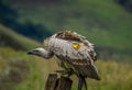 Portrait of a marked cape vulture or cape griffon also known as Kolbe`s is the largest raptor in South Africa Royalty Free Stock Photo