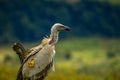 Portrait of a marked cape vulture or cape griffon also known as Kolbe`s is the largest raptor in South Africa Royalty Free Stock Photo