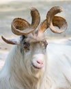 Portrait of a markhor goat Royalty Free Stock Photo