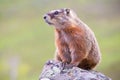Portrait of a marmot