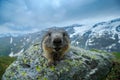 Portrait of marmot. Cute sit up on its hind legs animal Marmot, Marmota marmota, in the nature habitat, Alp, Austria. Detail face