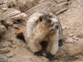 A portrait of a marmot