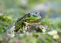 Portrait of marsh green frog sitting in the water Royalty Free Stock Photo