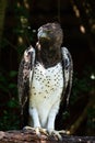 A portrait of a Martial Eagle, Africa`s largest eagle Royalty Free Stock Photo