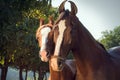 Portrait of Marwari mare with her foal. Gujarat, India Royalty Free Stock Photo