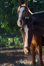 Portrait of Marwari mare with her foal. Gujarat, India