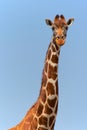 Portrait of a masai girafe Royalty Free Stock Photo