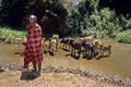 Portrait of Masai man with drinking young cows