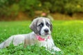 Portrait of Mastiff puppy on green grass at sunset Royalty Free Stock Photo