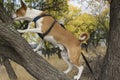 mature basenji dog crawling on wild pear tree branch in search of some canine food Royalty Free Stock Photo