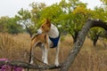 Portrait of mature basenji dog standing on wild pear  tree branch Royalty Free Stock Photo